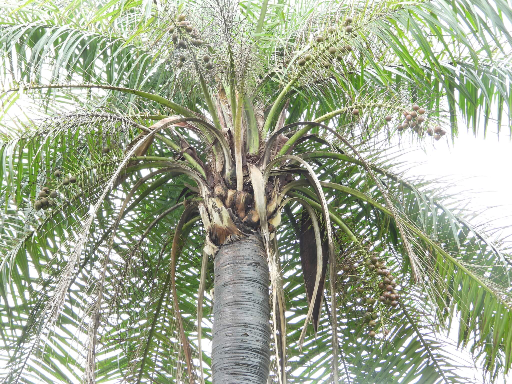 Acrocomia aculeata  